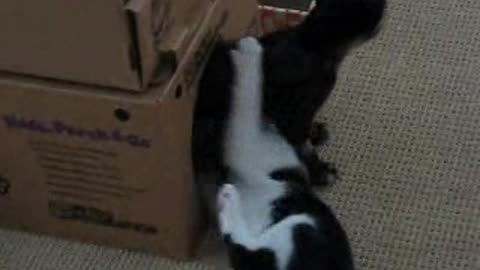 Cat Is Rude To His Sister
