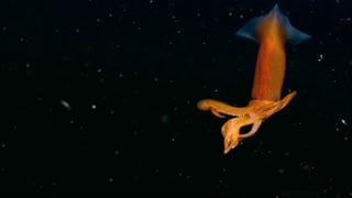 A squid saying hello to the camera | Amazing Ocean Discoveries