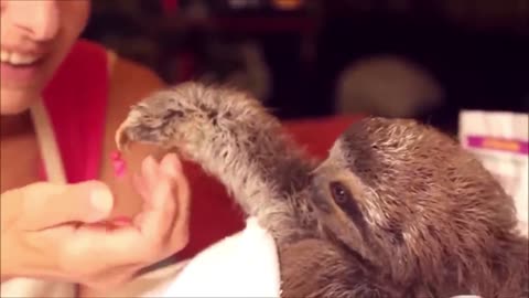 Baby Sloths and Kangaroo playing - FUNNIEST Compilation