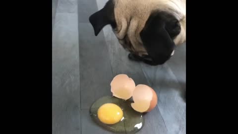 Dog’s Egg Challenge Goes Hilariously Wrong