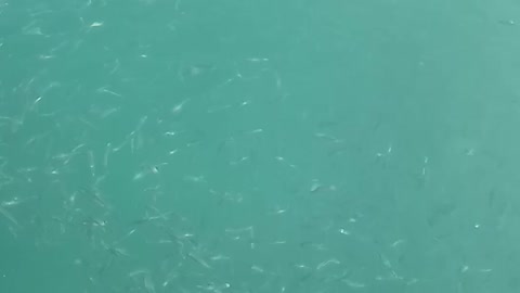 A lot of fish in in the sea