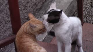 Cat Wrestling