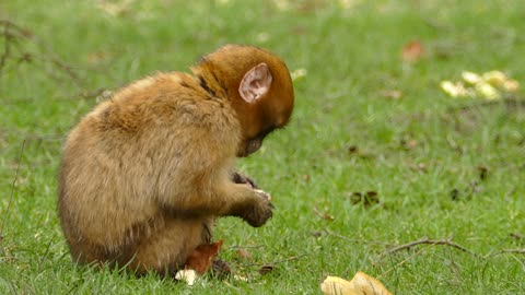 A Brown Monkey Eating Bread funny