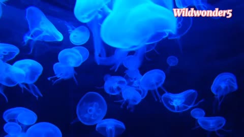 Glowing Grace: Mesmerizing Jellyfish Ballet in the Ocean Depths! 🌊✨ #Shorts