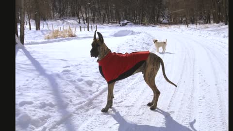 Great Danes and Terrier having a blast in snow