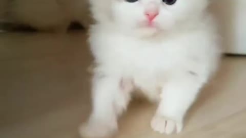 Funny and beautiful cat by funny video