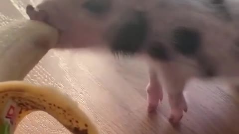 Small piggy is eating banana