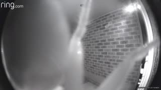 Huntsman Spider Crawls Over Doorbell Camera