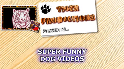 Get ready for LAUGHING SUPER HARD - Best FUNNY DOG videos 21