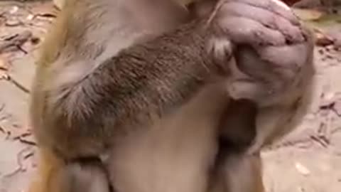 Cheating on monkey 🤣🐒