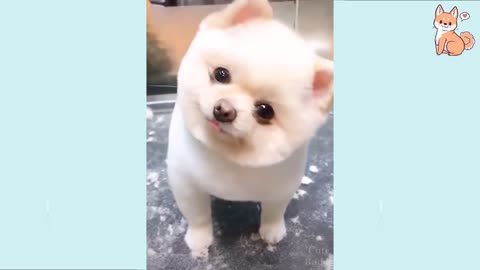 Cute Puppies Cute Funny and Smart Dogs Compilation |