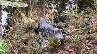 Up close and personal with an alligator