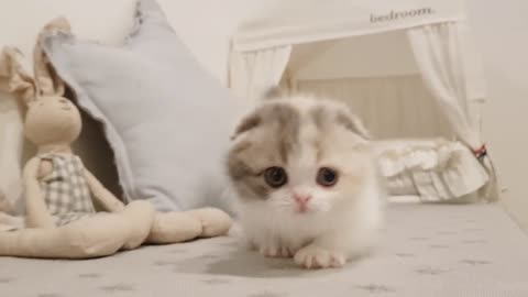 Beautiful cute kitten videos short leg cat