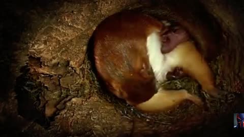 Squirrel Has Amazing Birth in the hole of tree