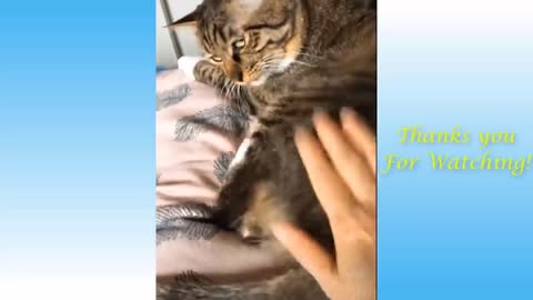 Funniest Animals - Best Of The Funny Animal Videos