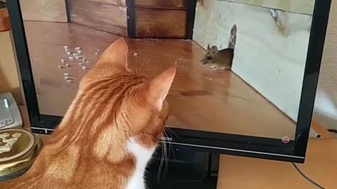 Tom & Jerry in real life Part 3