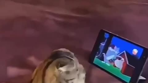 Funny cat video..