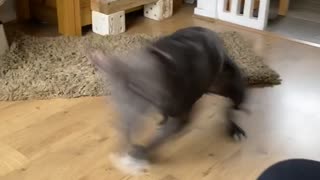Excited Doggy Has the Spins