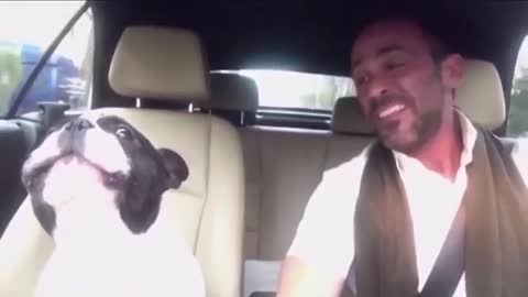 Carpool Karaoke with Junior The French Bulldog