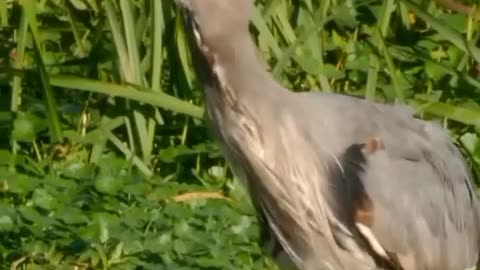 Herons catching snacks 🦩🐍#herons #snacks #animals