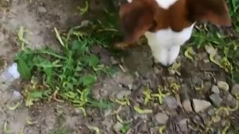 A cute Dog playing