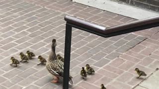 Ducklings Follow Mother Duck down Stairs