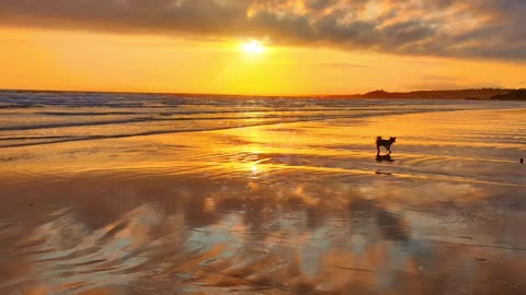 Puppy Paw's ⏯ on Shore