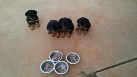 7 week old Rotties waiting for a meal using voice commands