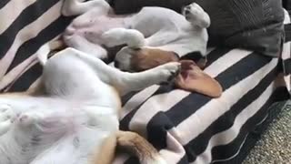 Two dogs lounging on back on striped chair