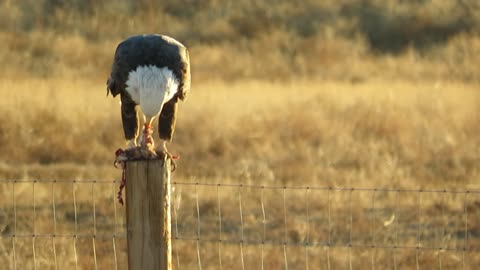 Bald Eagle Eating Prey