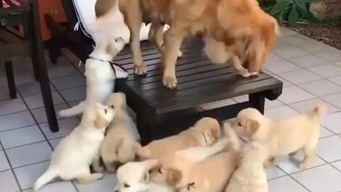 Puppies Cute baby kids loving Soo