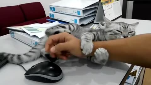Needy Cat Jealous Of Computer Mouse Wants Owner’s Hand Just For Herself