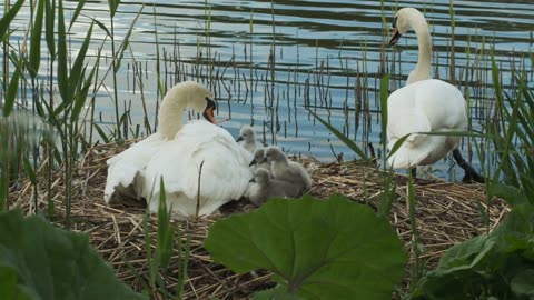 🦢 Majestic Swan Parents Tending to Their Precious Cygnets 🦢