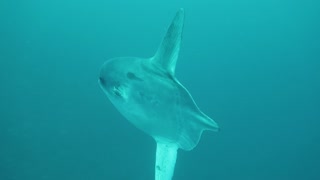 Extremely Rare Encounter with a Sharptail Mola