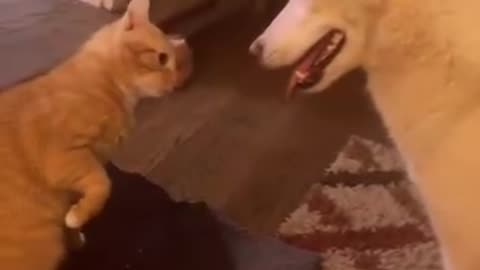 Dogs VS cats