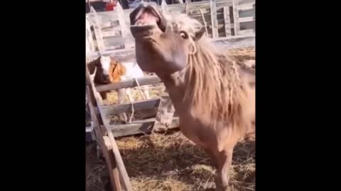 Funniest horse ever - horse funny - amazing horse