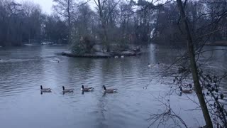 Duck playing in the park reservoir