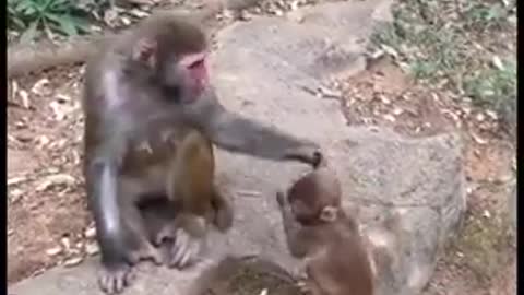 Baby monkey try to get away from his mother