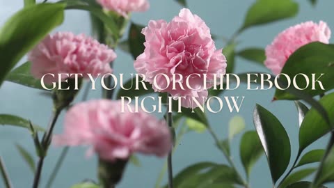 Orquidea Ebook -The most beautiful flowers