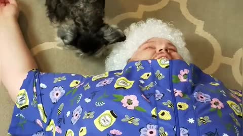 Dog reacts to fake dead person