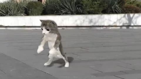 Dancing cats