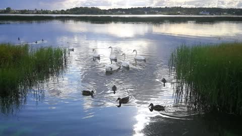 Swans graciously swimming in the river with cloud reflection