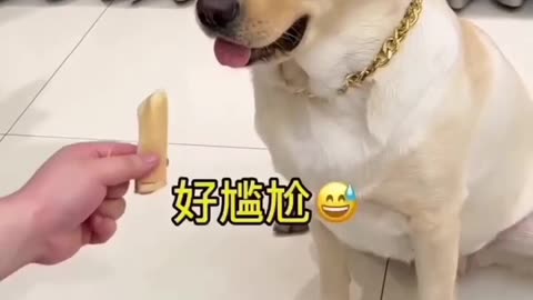 Funny dog 🐶 😁 😁 l Dog Training Course 🐕 🐕