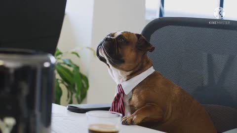 Dog working in office 2021