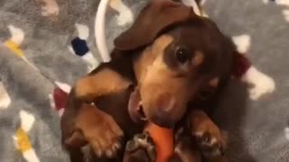 Dashchund miniatura con orejas de conejo mastica zanahoria