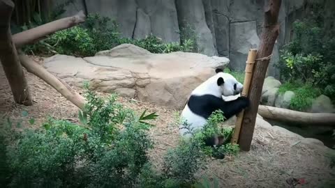 Cute panda 🐼🐼🐼