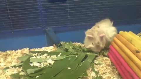 Abyssinian guinea pig gets a new snack, looks like he's going to try it soon [Nature & Animals]