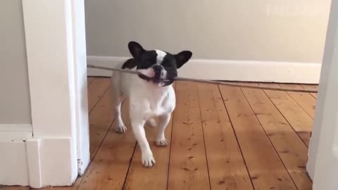 Amazing Fynny # Dog # French Bulldog Got Stuck At The Door #shorts