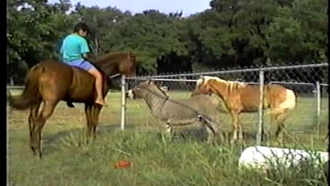 Boy Rides His Mare To Visit Neighbor's Jackass