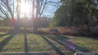 Deer 🦌 - sun setting- eating - just a nice day!
